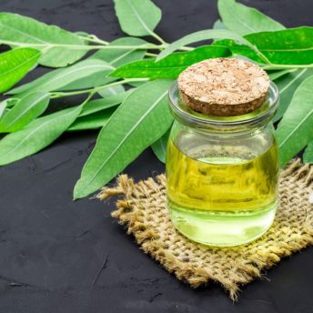 Eucalyptus oil (Eucalyptus globulus)